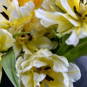 Meet your Posher, Natasha